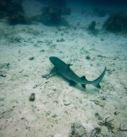 Blacktip-reef-Shark-Island-5-1024x683-1
