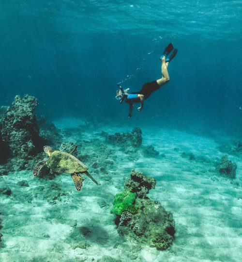 Shark-Island-1